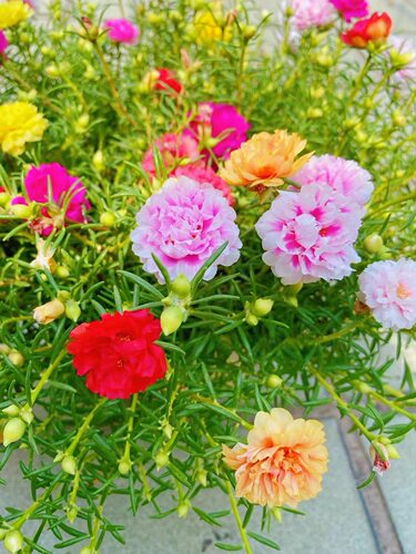 重瓣太阳花花种子花籽四季开花播种花卉易活花种籽子大全室外种孑