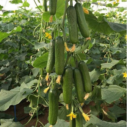 懒汉黑美人西瓜种 超甜黑皮红瓤巨型四季可种家庭种植蔬菜