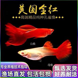 美国全红孔雀鱼纯种大尾巴小型热带鱼凤尾精品孕母临产鱼苗观赏鱼