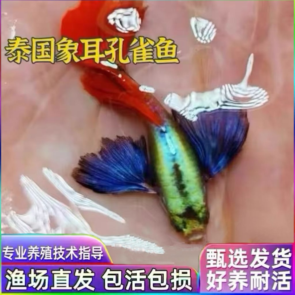 纯种鱼泰系大背大尾白金大耳朵热带观赏鱼精品鱼活鱼包邮鱼苗