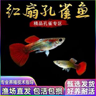 纯种孔雀鱼热带鱼好养观赏鱼苗耐活小型淡水凤尾小鱼巴西红扇折扇