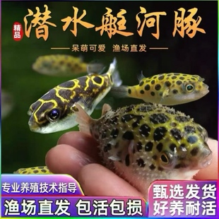 潜水艇金娃娃淡水小河豚小型观赏鱼生气鼓肚子好养耐活巧克力娃娃