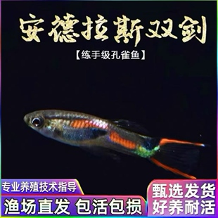 安德拉斯双剑尾孔雀鱼凤尾鱼热带鱼淡水观赏鱼小型鱼胎生鱼活体鱼