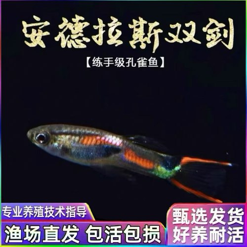 安德拉斯双剑尾孔雀鱼凤尾鱼