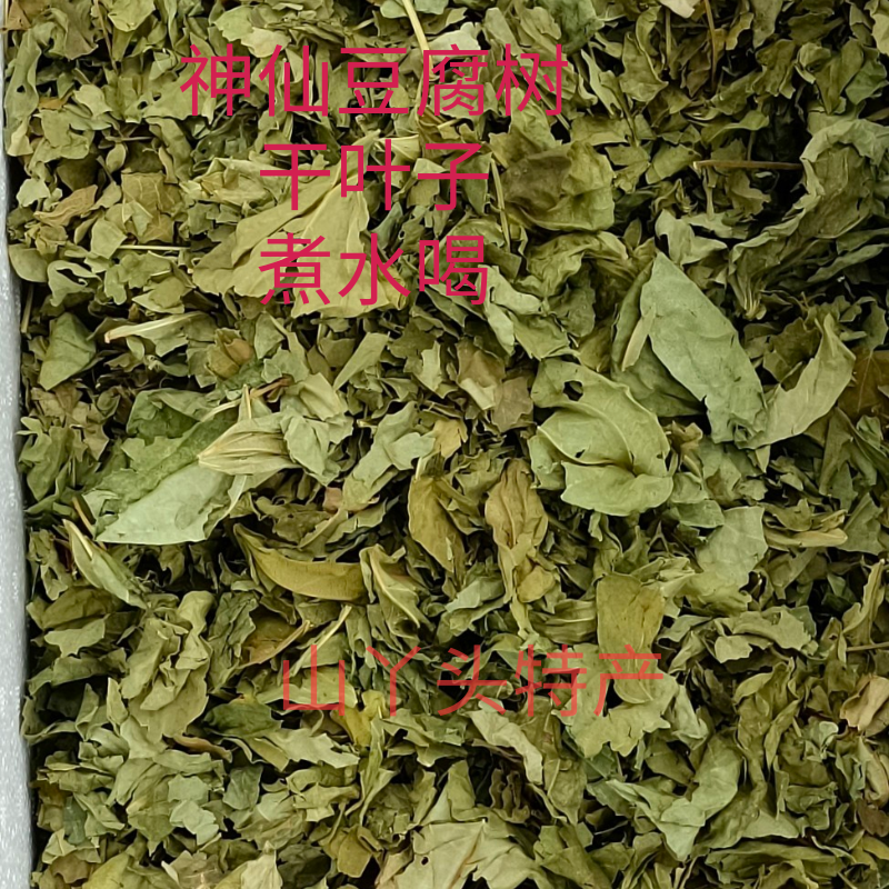 神仙豆腐树干叶子泡水喝阿屎木叶子斑鸠臭黄荆臭黄金神仙树干叶子