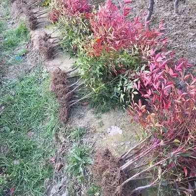 火焰南天竹植物耐寒庭院盆景
