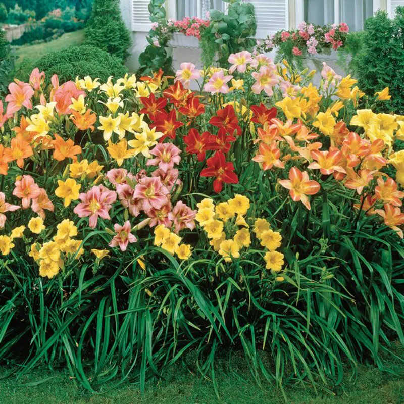 常绿大花盆栽四季好养植物花卉