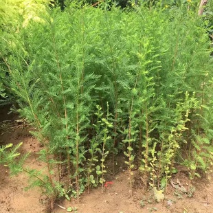 水杉树苗池杉树苗绿叶杉树苗水杉苗南北方树苗水杉苗绿叶水杉树苗