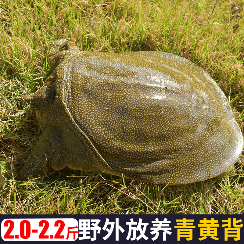2斤野外放养母甲鱼鲜活鳖生长活体生态外塘大水鱼团鱼王八青黄