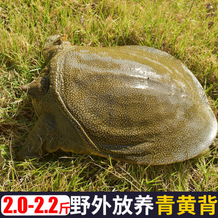 2斤野外放养母甲鱼鲜活鳖生长活体生态外塘大水鱼团鱼王八青黄
