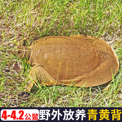 4斤生态公鳖外塘大甲鱼鲜活野外放养鳖生长活体团鱼水鱼王八青黄