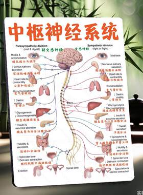 中枢神经系统功能对比医学知识参考展示板相框个人学习装饰画摆件