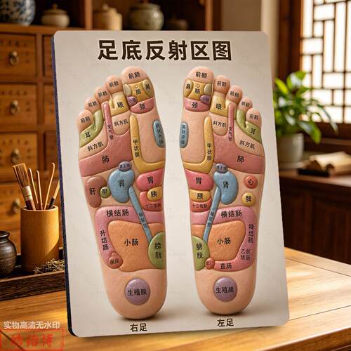 足部全息内脏反射示意图相