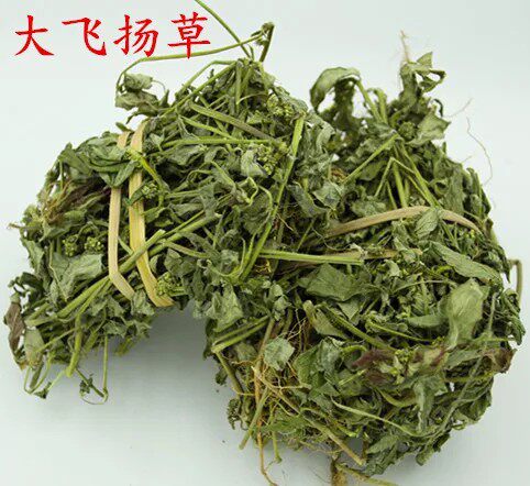 包邮野生新货干品500克 大飞扬草  大乳汁草 节节花 飞扬草
