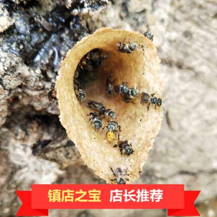 云蜂古山 蜜蜂蜂群 云南无刺小酸蜂蜂群活体授粉蜜蜂宠物银蜂蚊蜂
