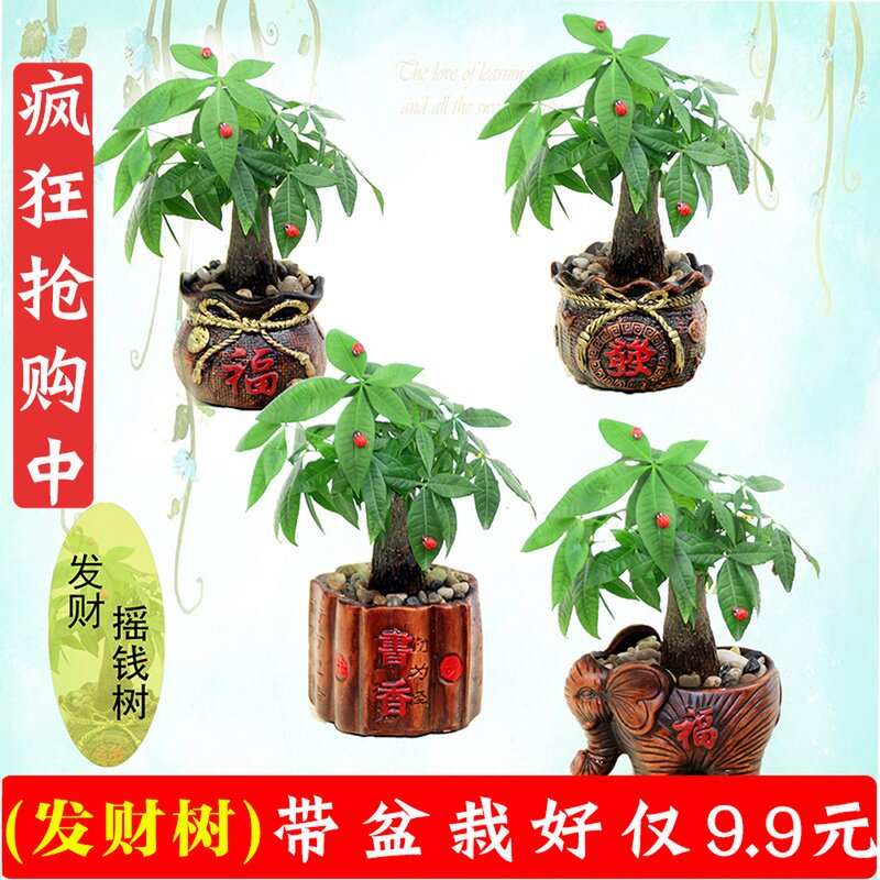 绿植盆栽发财树办公室摇钱