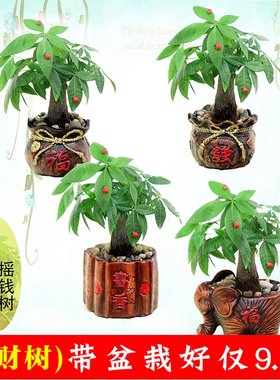 绿植盆栽发财树办公室摇钱