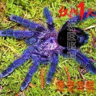 厄趾温顺蜘蛛蓝紫色5紫厄瓜多尔宠物漂亮 蜘蛛蜘蛛 活体6紫粉宠物