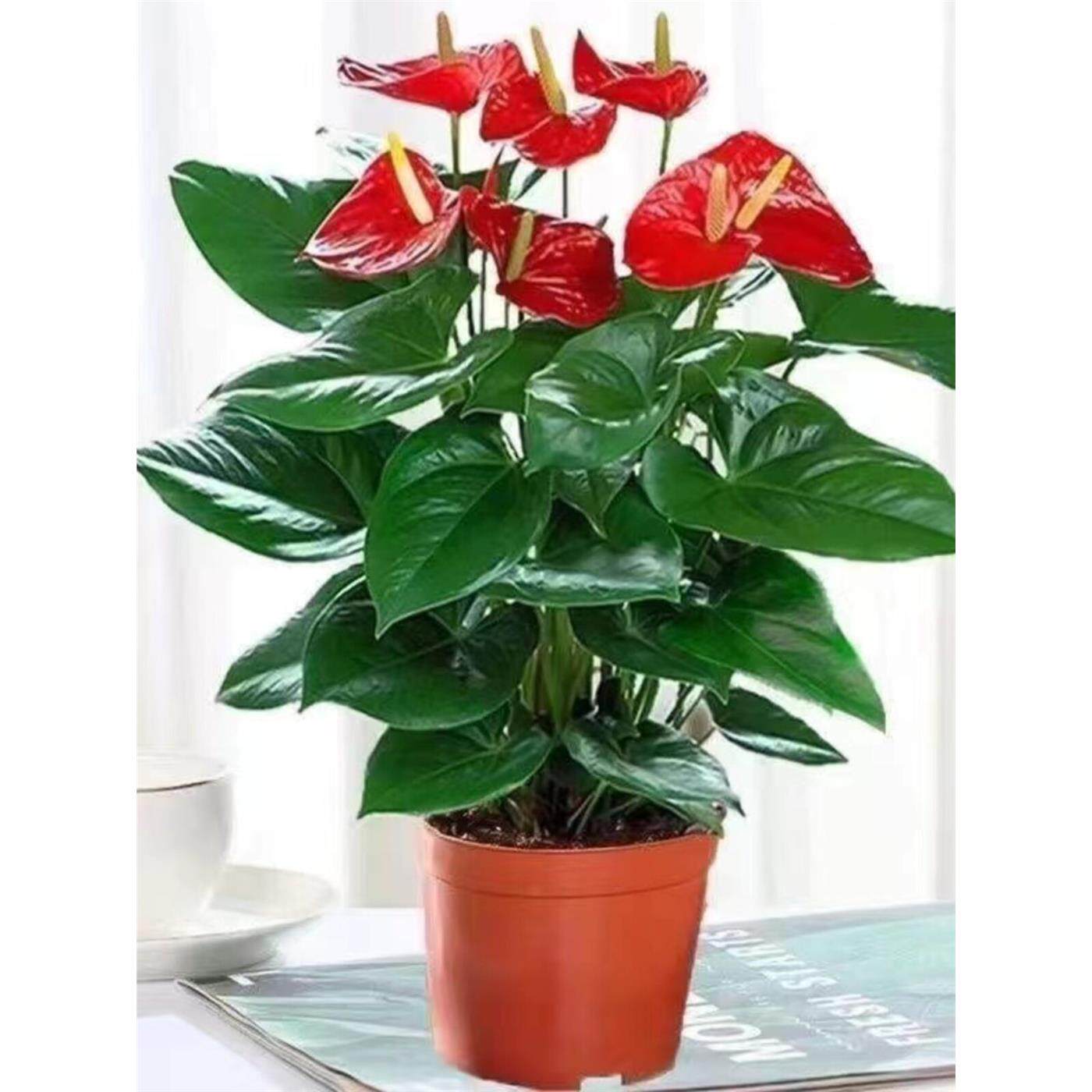 【带花发货】红掌粉掌白掌花室内水培土培盆栽四季开花卉植物绿植