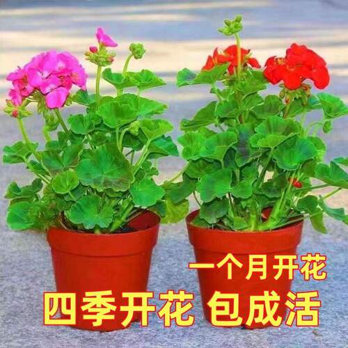 带花苞天竺葵盆栽洋绣球