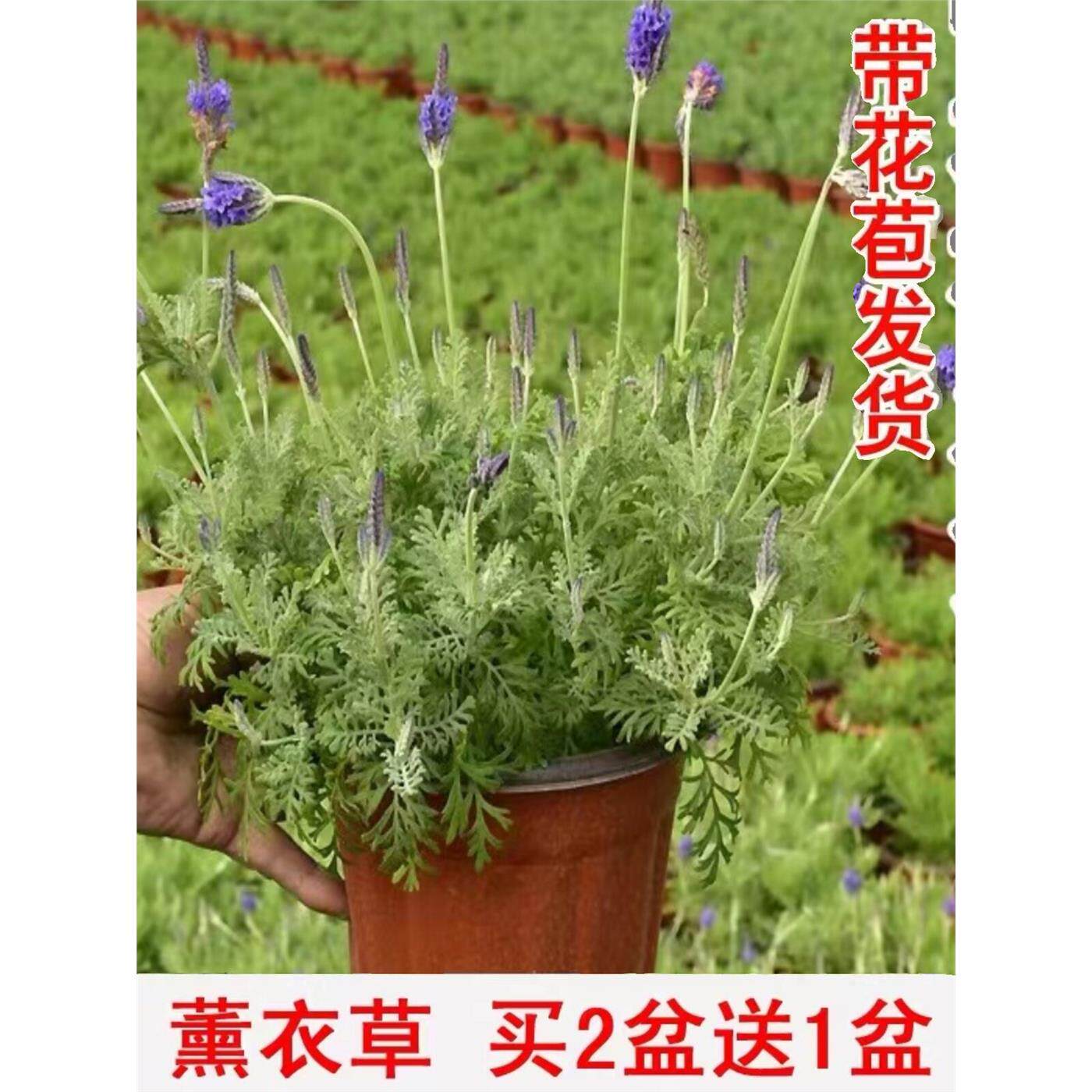 薰衣草花卉盆栽植物室内室外客厅阳台绿植四季好养易活花苗带花苞