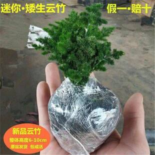 唐山矮生云竹云松盆栽假山桌面好养绿植办公室盆景四季室内文竹