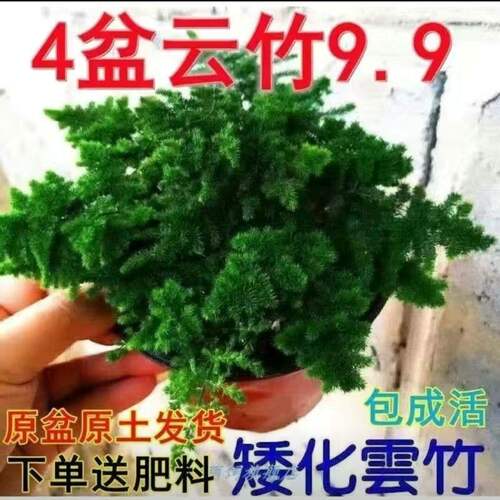 正宗唐山矮生云竹云松盆