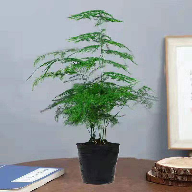 文竹盆栽绿植花卉盆景植物室内客厅水培文松云竹四季常青耐寒植物