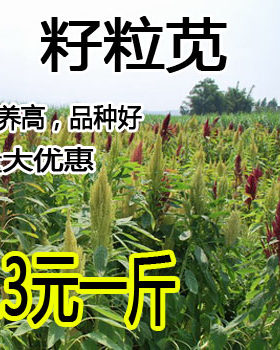 籽粒千穗谷高蛋白喜食苋菜种子