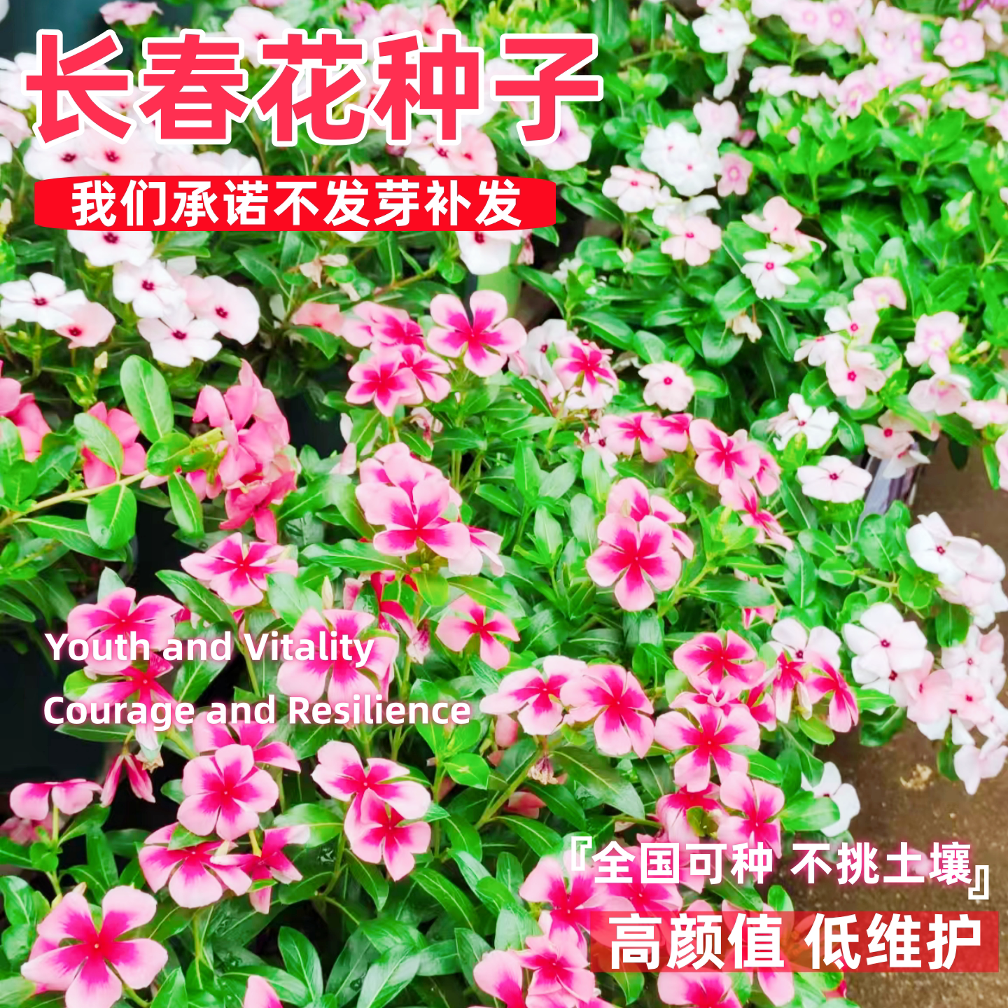 长春花种子日日春花籽四季播种易活庭院景观花海盆栽耐寒花卉种孑