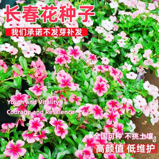 长春花种子日日春花籽四季播种易活庭院景观花海盆栽耐寒花卉种孑