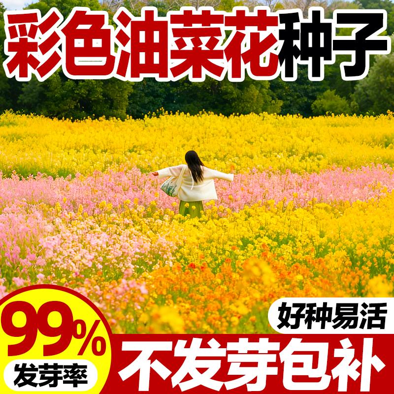 彩色油菜花种子耐寒耐旱四季易种榨油高产油菜花景观绿化花卉种籽