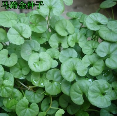 秋季心形铜钱草室内阳台花卉种子