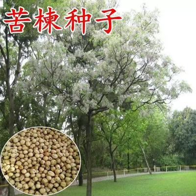 新采苦楝树种子楝树紫花树种子