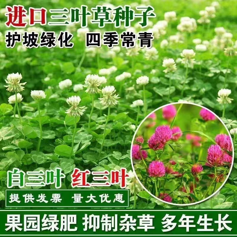 三叶草种子白三叶草籽红三叶草籽四季青草坪牧草果园绿肥四季播种