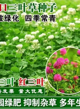 三叶草种子白三叶草籽红三叶草籽四季青草坪牧草果园绿肥四季播种
