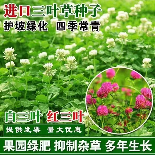 三叶草种子白红三叶草籽草坪牧草
