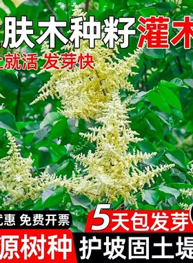 盐肤木种子蜜源树种别名五倍子