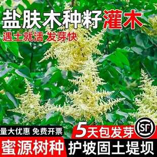 盐肤木种子蜜源树种别名五倍子种籽耐寒耐旱护坡绿化林木苗木种孑