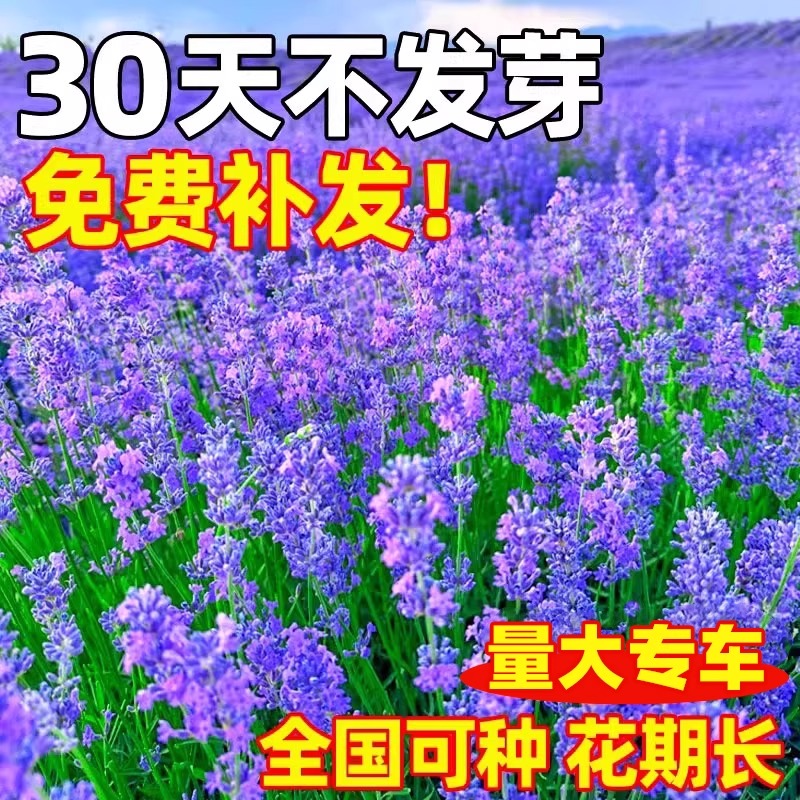薰衣草花籽普罗旺斯香草种子四季播种庭院驱蚊草阳台盆栽花卉种孑