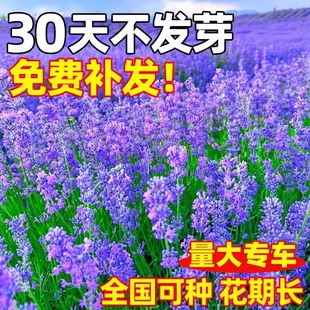 薰衣草花籽普罗旺斯香草种子四季播种庭院驱蚊草阳台盆栽花卉种孑