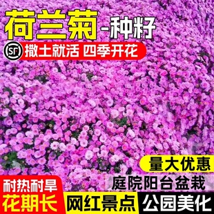 荷兰菊花种子重瓣紫苑翠菊乒乓菊四季播种易活花种籽小卡罗拉大苗