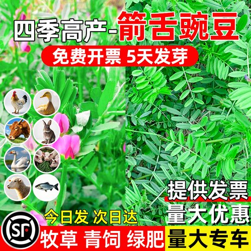 箭舌豌豆种子四季高产多年生牧草种籽高蛋白畜牧养殖绿肥青饲草籽