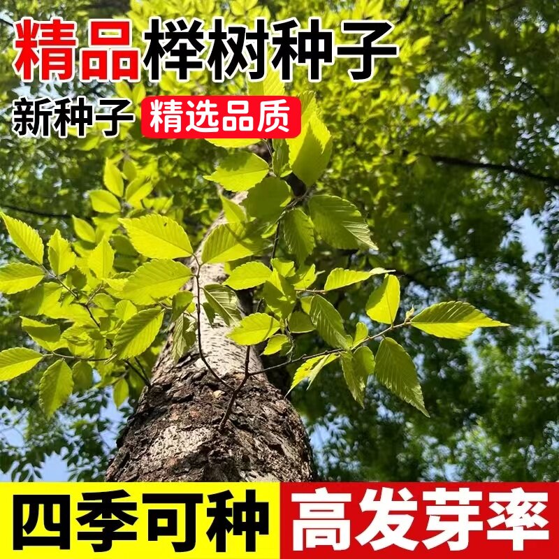 榉树种子 红榉树 小叶朴树 小叶红榉 大叶青榉种子 大叶朴树