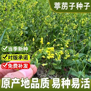 葶苈子种子葶苈种子 北葶苈子 宽叶葶苈 光果葶苈籽中药材种子