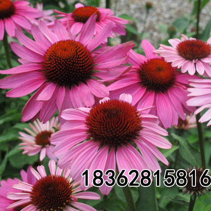 松果菊花种子四季种开花易活松果菊籽多年生花种籽子宿根庭院室外