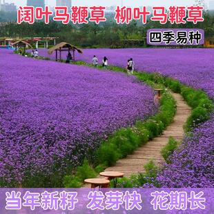 柳叶马鞭草种子多年生耐寒花籽婚纱摄影花海景观花种籽盆栽苗