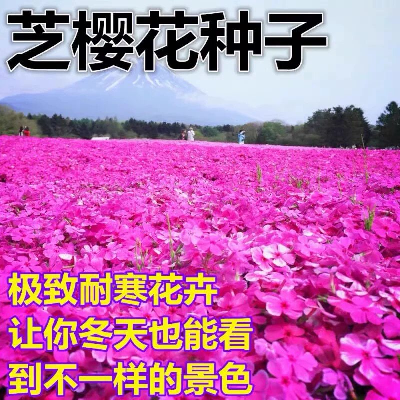 耐寒芝樱花籽低矮福禄考花种籽四季播种室外北方阳台庭院花种