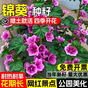 锦葵花种子四季阳台庭院耐寒花籽越冬荆葵金钱紫花葵花卉种籽盆栽