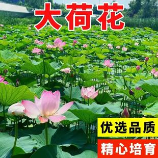 大型荷花种子池塘水养荷花四季莲藕室外盆栽莲花花籽观赏碗莲种籽